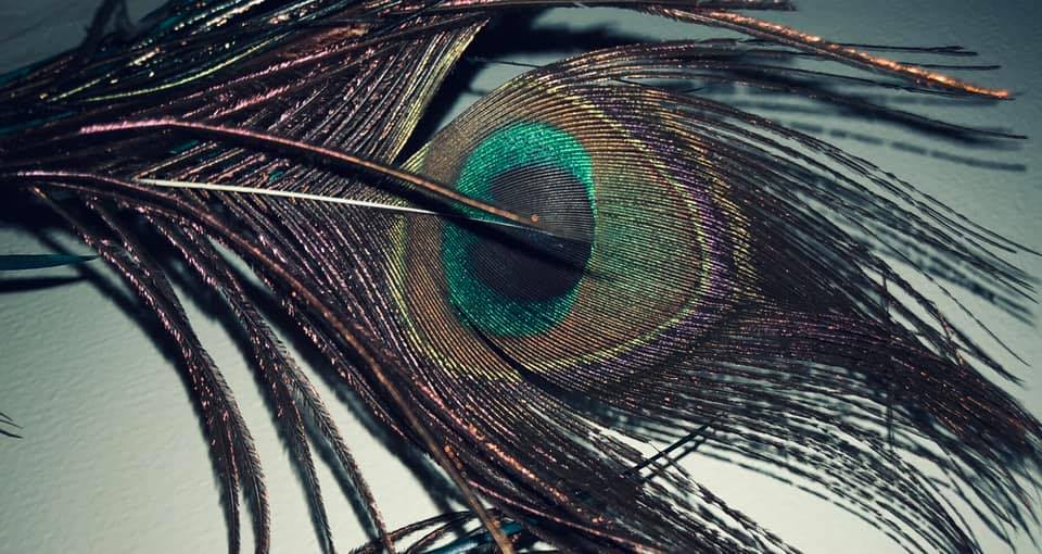 The Periwinkle Peacock