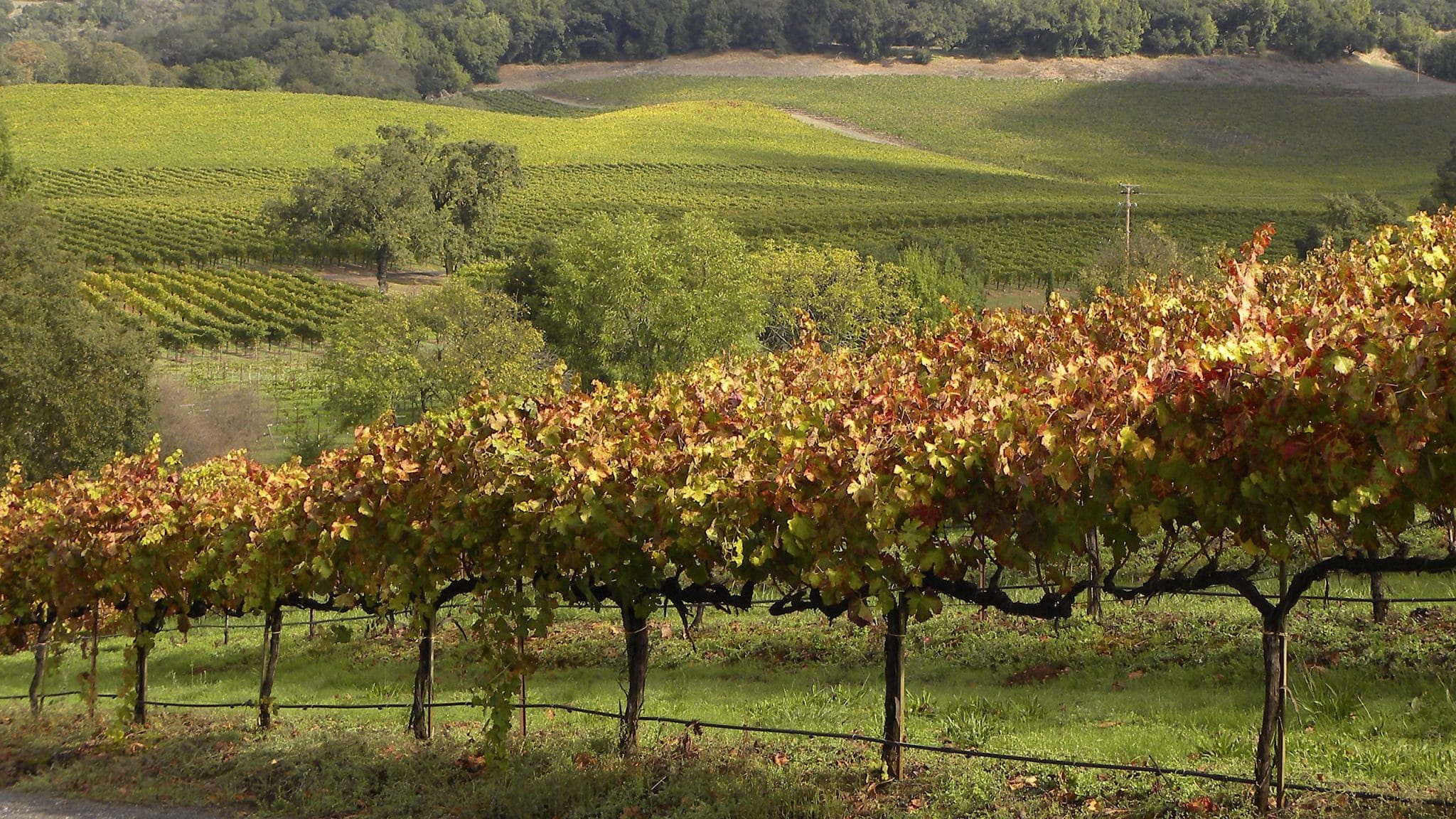 Wine Country 12x7 Print (unmatted)